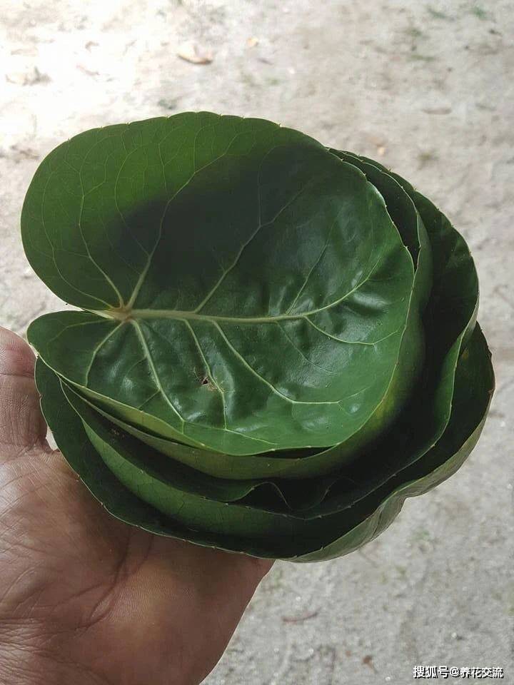 仙人掌的扦插方法图片:详解繁殖技巧